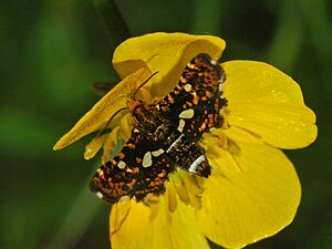 Thyris fenestrella.jpg