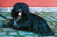 Tibetan Terrier, black coat.