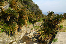 Cape Toi, habitat of Cycas revoluta (Sotetsu)