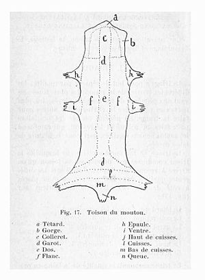 Toison du mouton - parties.jpg