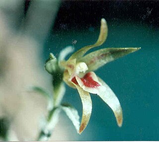 <i>Tomzanonia</i> Genus of orchids