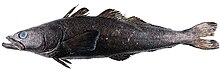 A specimen of a Patagonian toothfish (Dissostichus eleginoides) Toothfish 2.jpg