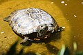 * Nomination A red-eared snapper, Trachemys scripta elegans, partially submerged on a rock at Hakone Gardens in Saratoga, California. --Grendelkhan 07:06, 12 June 2018 (UTC) * Promotion Good quality. --Peulle 07:16, 12 June 2018 (UTC)