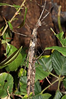 <i>Trachythorax</i> Genus of stick insects