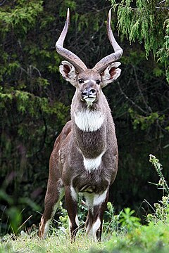 Tragelaphus buxtoni male.jpg