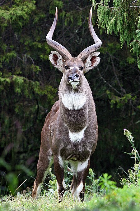 Tragelaphus buxtoni male.jpg