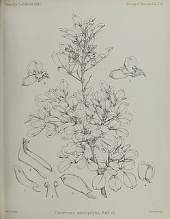 <i>Taverniera sericophylla</i> Species of plant