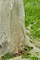 Web at the foot of the tree