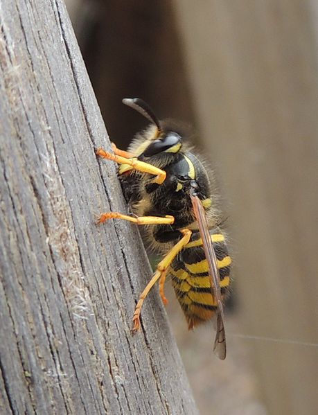 File:Tree wasp (Dolichovespula sylvestris), Sandy, Bedfordshire (14194051776).jpg