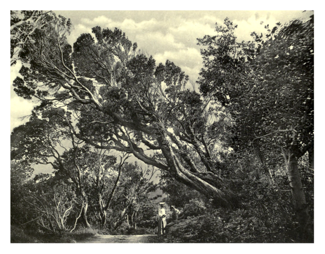 Plate 157: Arbutus at Killarney