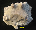 Trepostome bryozoan with borings; Whitewater Formation (Upper Ordovician, upper Katian), eastern Indiana.