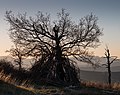 * Nomination Portuguese oak (Quercus faginea) on the summit of Cerro de Treviño. County of Treviño, Spain --Basotxerri 09:10, 19 March 2017 (UTC) * Promotion Good quality. --Poco a poco 10:52, 19 March 2017 (UTC)