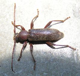 Trichoferus campestris