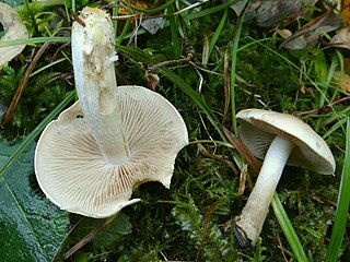 <i>Tricholoma album</i> species of fungus