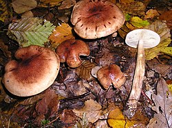 Geltonrudis baltikas (Tricholoma fulvum)