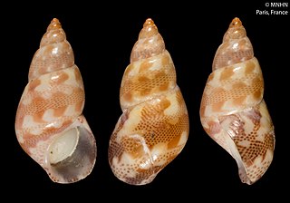 <i>Tricolia tenuis</i> Species of gastropod