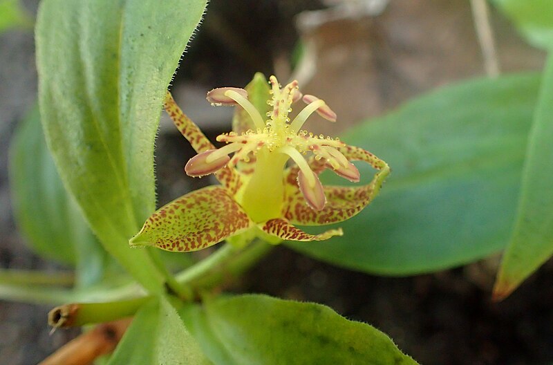 File:Tricyrtis latifolia kz2.jpg