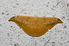 Tridrepana flava (Drepanidae) .jpg