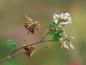 Black-turning clover (Trifolium nigrescens) - inflorescence