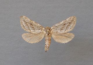 <i>Triodia adriaticus</i> Species of moth