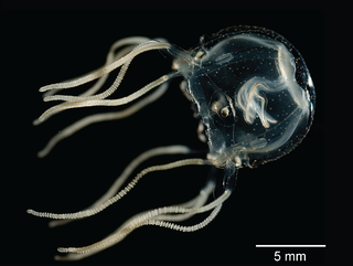 <i>Tripedalia cystophora</i> Species of jellyfish