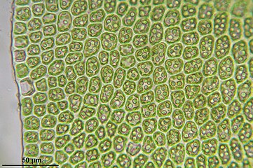 Клітини листя