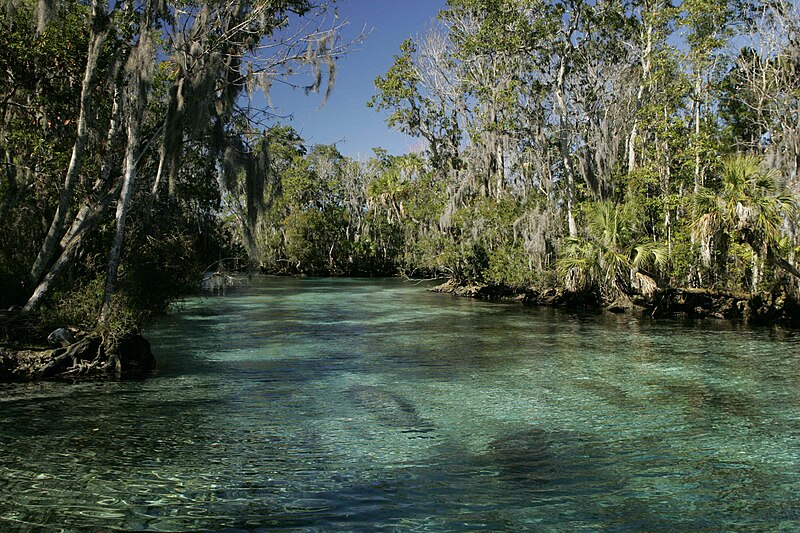 File:Tropical habitat natural environment for manatee mammals.jpg