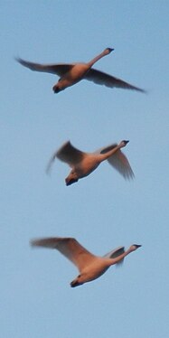 Trumpeter Swans (Cygnus buccinator) in Flight