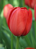 Red Tulip