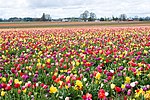 Wooden Shoe Tulip Festival