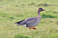 Tundra Bean Goose.jpg