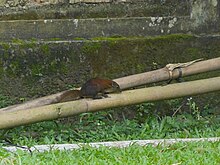 Photograph of the treeshew on a fallen bamboo trunk