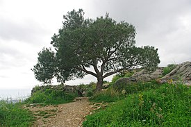 Turkish pine, Kozan Castle 02.JPG