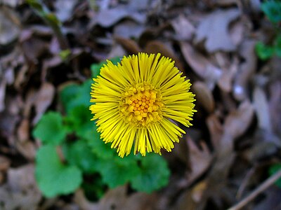 Tussilago farfara Inflorescence