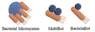 Types of bacterial biohybrid microswimmers Types of bacterial biohybrid microswimmers.jpg