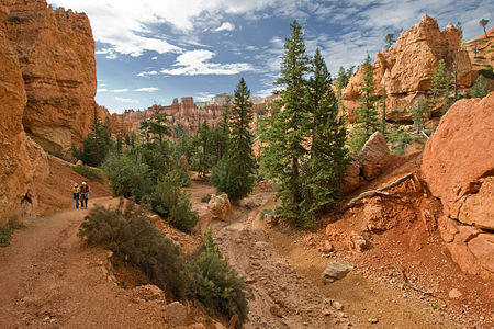 Navajo Trail, Bryce Canyon National Park, Utah, USA, Trees are Pseudotsuga menziesii and Pinus ponderosa