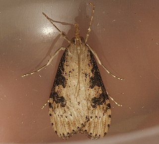 <i>Udea livida</i> Species of moth