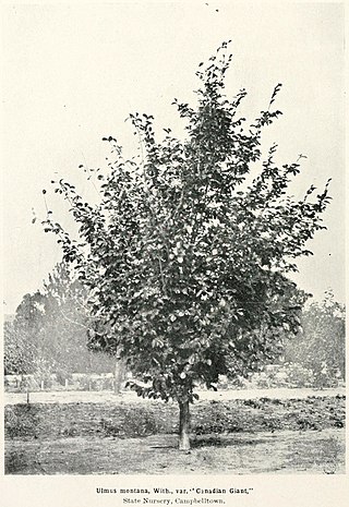 <i>Ulmus</i> × <i>hollandica</i> Canadian Giant Elm cultivar