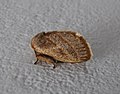 Unidentified moth from Balamthode, Kasaragod, Kerala