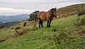 * Nomination Free-roaming mountain horses near Saibigain summit. Biscay, Basque Country, Spain --Basotxerri 15:51, 10 November 2016 (UTC) * Promotion  Support Good quality.--Famberhorst 16:14, 10 November 2016 (UTC)