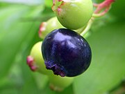 Vaccinium corymbosum (Northern highbush blueberry) 2.jpg