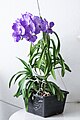 Vanda 'Sansai Blue'