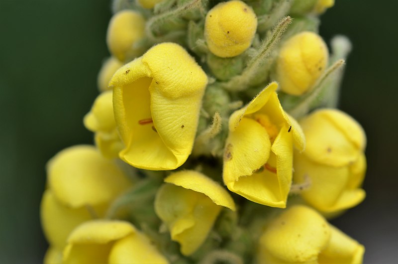 Verbascum Thapsus