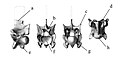 Vertebra of Palaeophis typhaeus