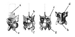 Gravure annotée des différentes vues d'une vertèbre de Palaeophis typhaeus