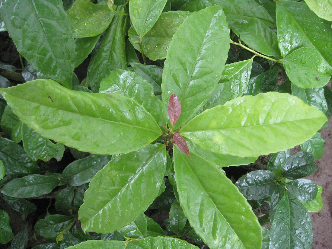 Ilex guayusa