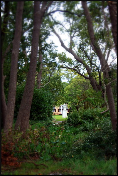 File:View through the trees.jpg