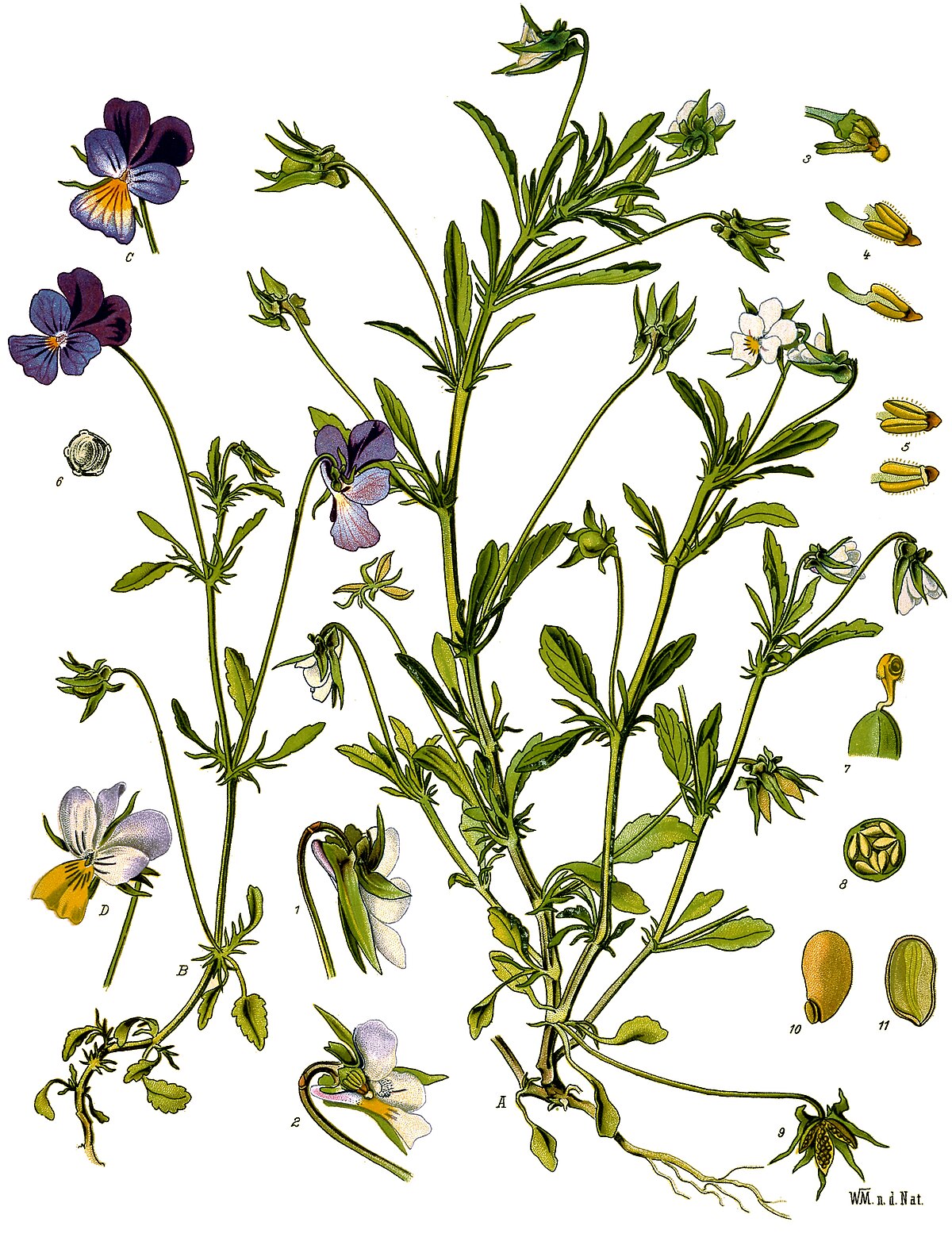 Viola tricolor — Wikipédia