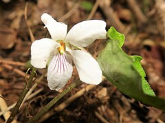 唇弁に紫色の条があり、側弁の基部に毛は生えない。花柱はカマキリの頭形になり、花柱上部の両翼は左右に短く張り出す。