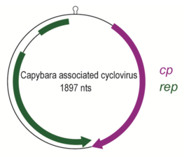 Genom des „Capybara associated cyclovirus“, Kandidat in der Fam. Circoviridae: Zykl. ssDNA mit stem loop